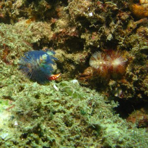 cabo-underwater-9