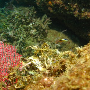 cabo-underwater-17