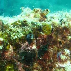 cabo-underwater-26