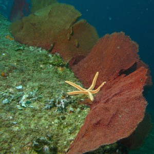 cabo-underwater-331