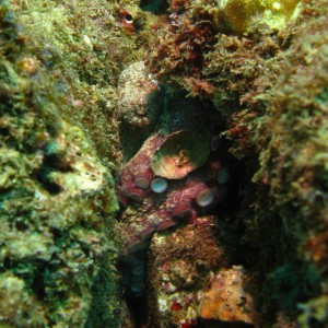 cabo-underwater-371