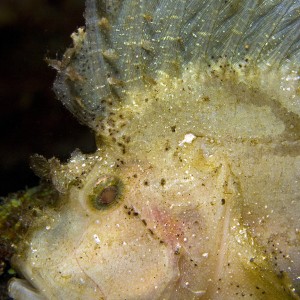 Leaf Scorpian Fish