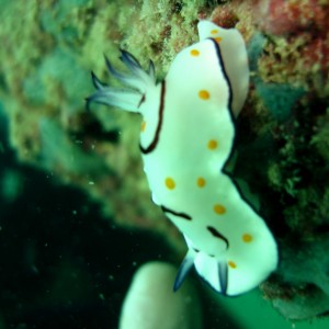 nudibranch Kuwait