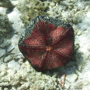 Cushion star underside