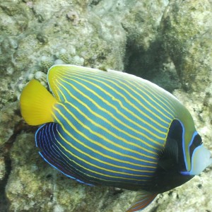 Angelfish