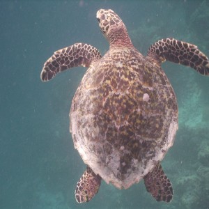 Hawksbill Turtle