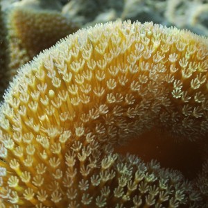 Soft coral