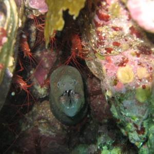 Green_Moray_Peppermint_Shrimp