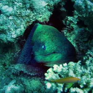 Giant Moray