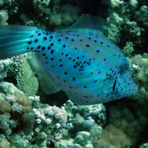 Scribbled leatherjacket filefish