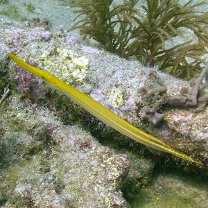 Trumpet Fish