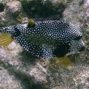 Trunk Fish