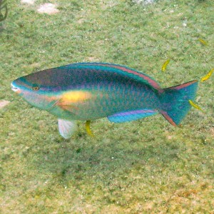 Parrot Fish