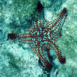 Sea Star