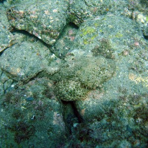 Rock Scorpionfish