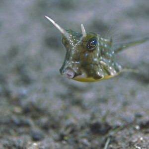 Longhorn Cowfish