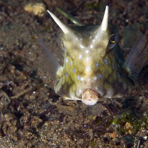 Longhorn Cowfish II