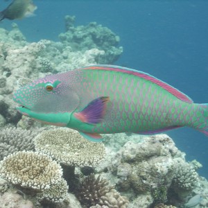 Parrotfish