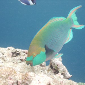 Parrotfish