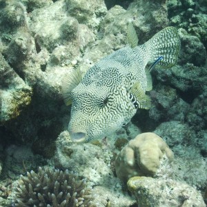 Scribbled Pufferfish