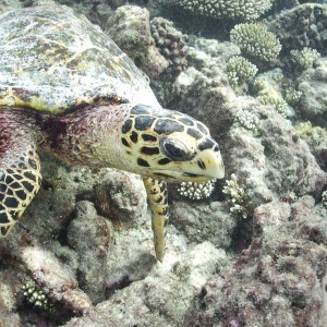 Hawksbill Turtle