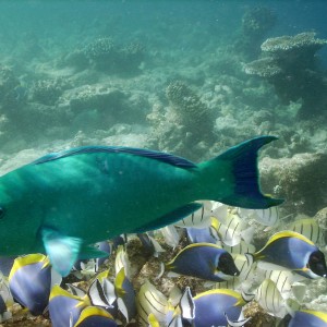 Parrotfish