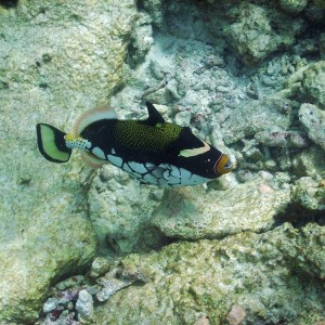 Clown Triggerfish