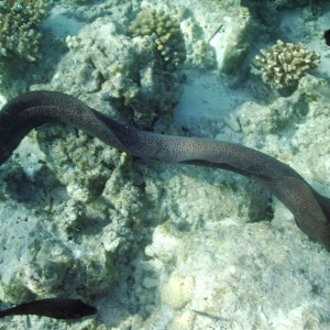 Moray eel