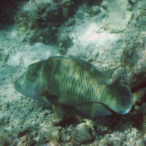 Napolean Wrasse