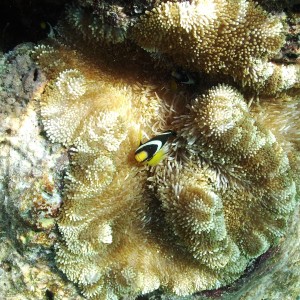 Clownfish