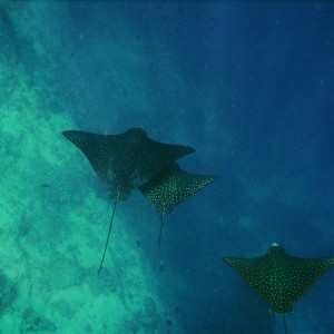 Eagle Rays