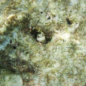 Blenny