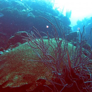 Roatan_030