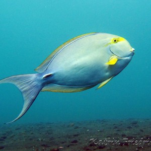 yellowmask surgeonfish