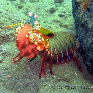 peacock mantisshrimp