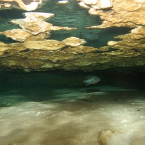 Florida Spring Diving