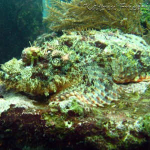 tasseled scorpionfish