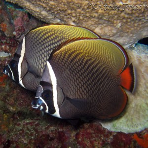 collare butterflyfish