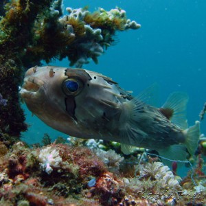 blotched porcupinefish