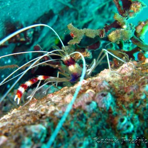 boxershrimp