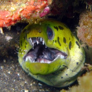 blackspotted moray eel