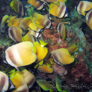 Klein's butterflyfish