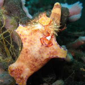 Ceratosoma tenue with emperator shrimp