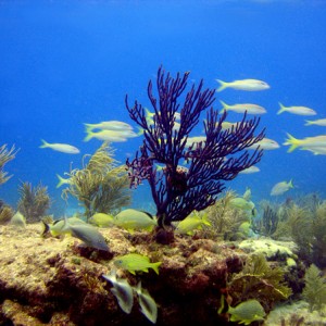 Davey Crocker Reef - Key Largo