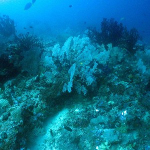 Gizo coral at Secret Spot