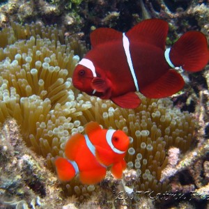 spinecheek anemonefish
