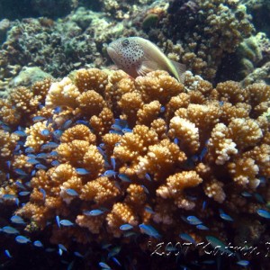 Fosters hawkfish