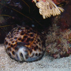 tiger cowry