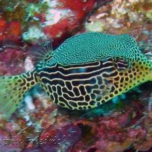 reticulate boxfish