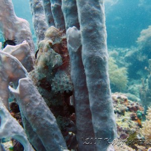 scorpionfish